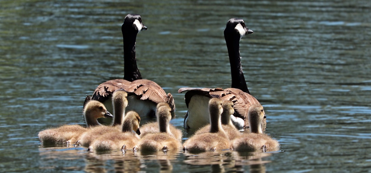 Importance of Having a Family Meeting Spot During Disasters